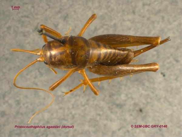 Photo of Ceuthophilus agassizii by Spencer Entomological Museum